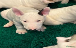 Bull Terrier dogs for sale: USA & UK Champion Bloodline English bull terriers  in Gateshead - Image 8