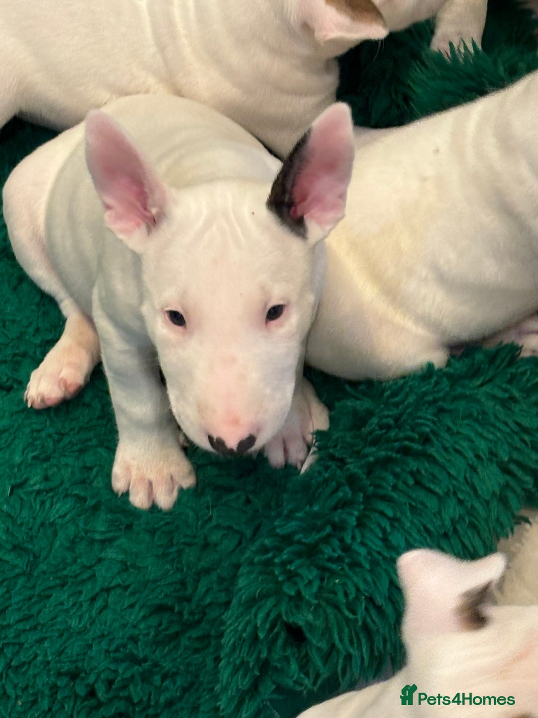 Bull Terrier dogs for sale: USA & UK Champion Bloodline English bull terriers  in Gateshead - Image 8