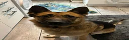 German Shepherd dogs for sale: Male German shepherd 2 years 4 months  in Oswestry - Advert 6