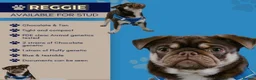 Pug dogs for stud: Mrs Lynne dalton  - Advert 1