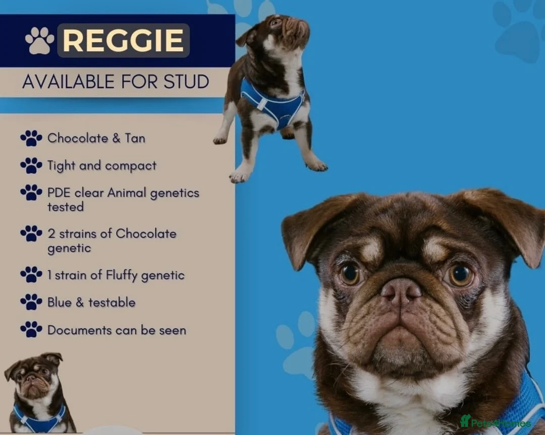 Pug dogs for stud: Mrs Lynne dalton  - Advert 1