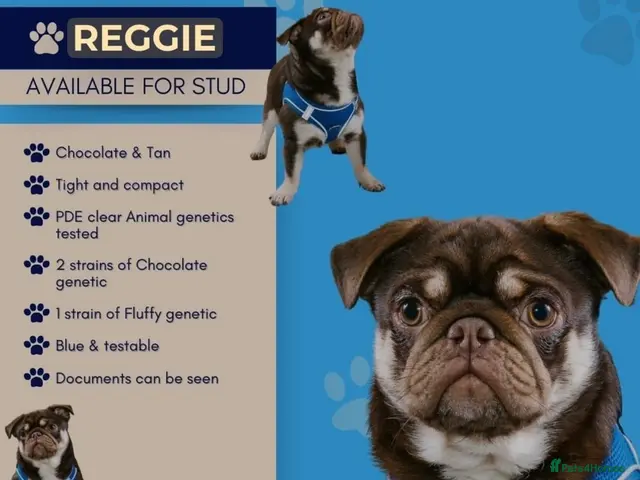 Pug dogs for stud: Compact kc registered choc pug for stud - Advert 1