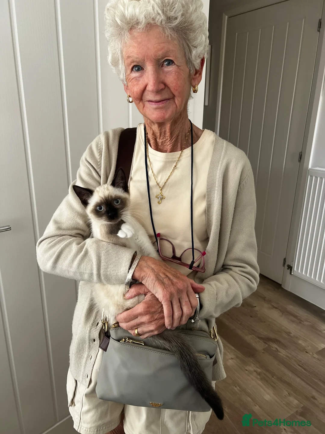 Siamese cats for sale: Siamese Blue Point in Gloucester - Advert 2