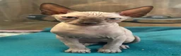 Sphynx cats for sale: Blue eyed beautiful baby kitten  - Advert 4