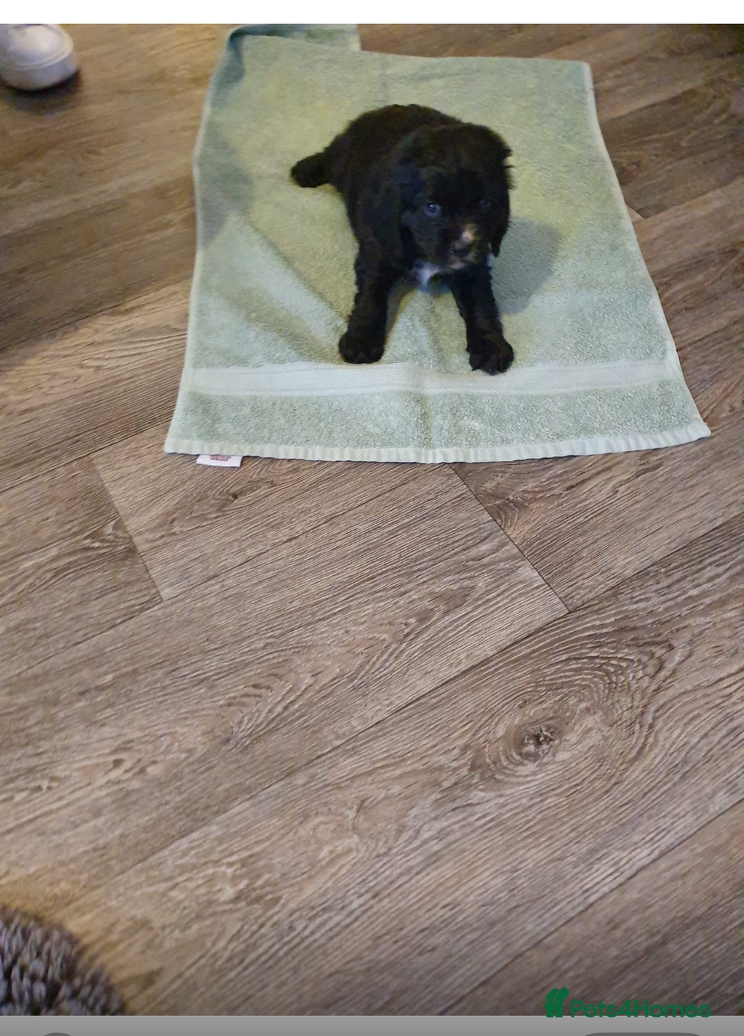 Cocker Spaniel dogs for sale: K C registered Cocker spaniel puppies  - Advert 26