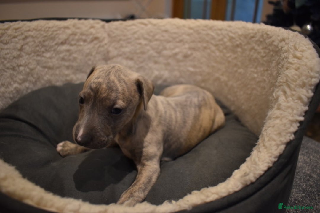 Whippet dogs for sale: Beautiful Pedigree Whippet Puppies - Advert 11