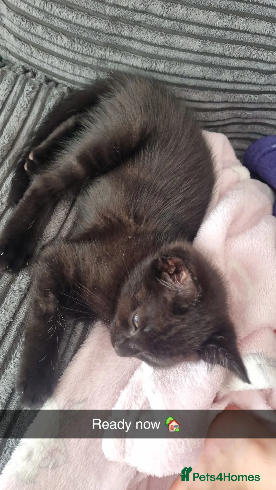Mixed Breed cats for sale: 4 lovely male kittens - Advert 1