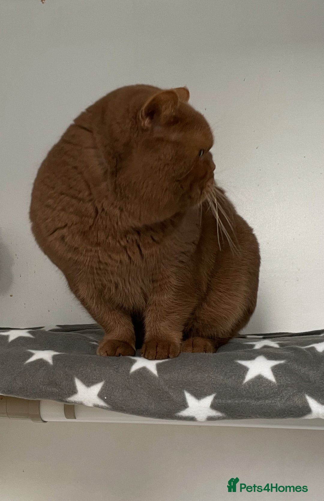 British Shorthair cats for stud: 🧸. CINNAMON CARRYING CHOCOLATE GCCF TICA  - Advert 9