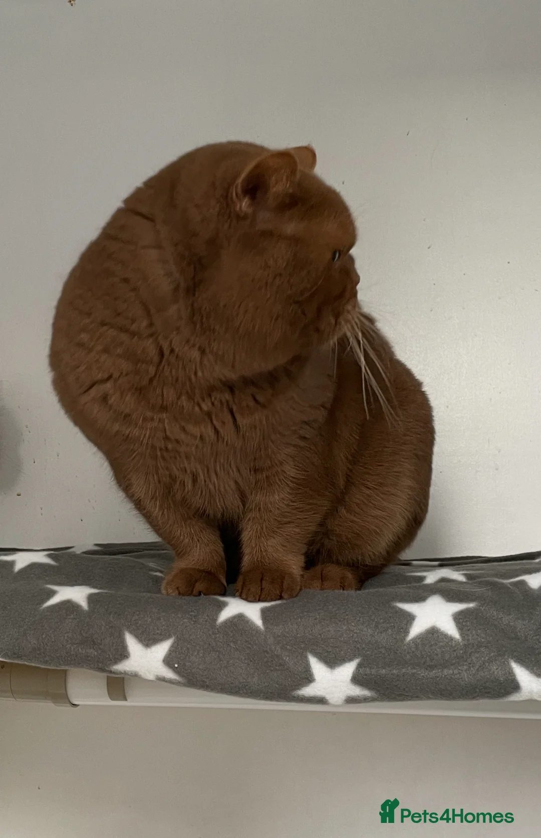British Shorthair cats for stud: 🧸. CINNAMON CARRYING CHOCOLATE GCCF TICA  - Advert 8