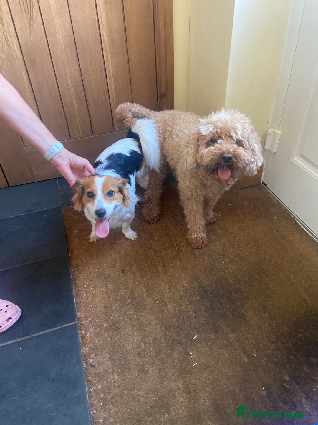 Jackapoo dogs for sale: Jackapoos - Image 9