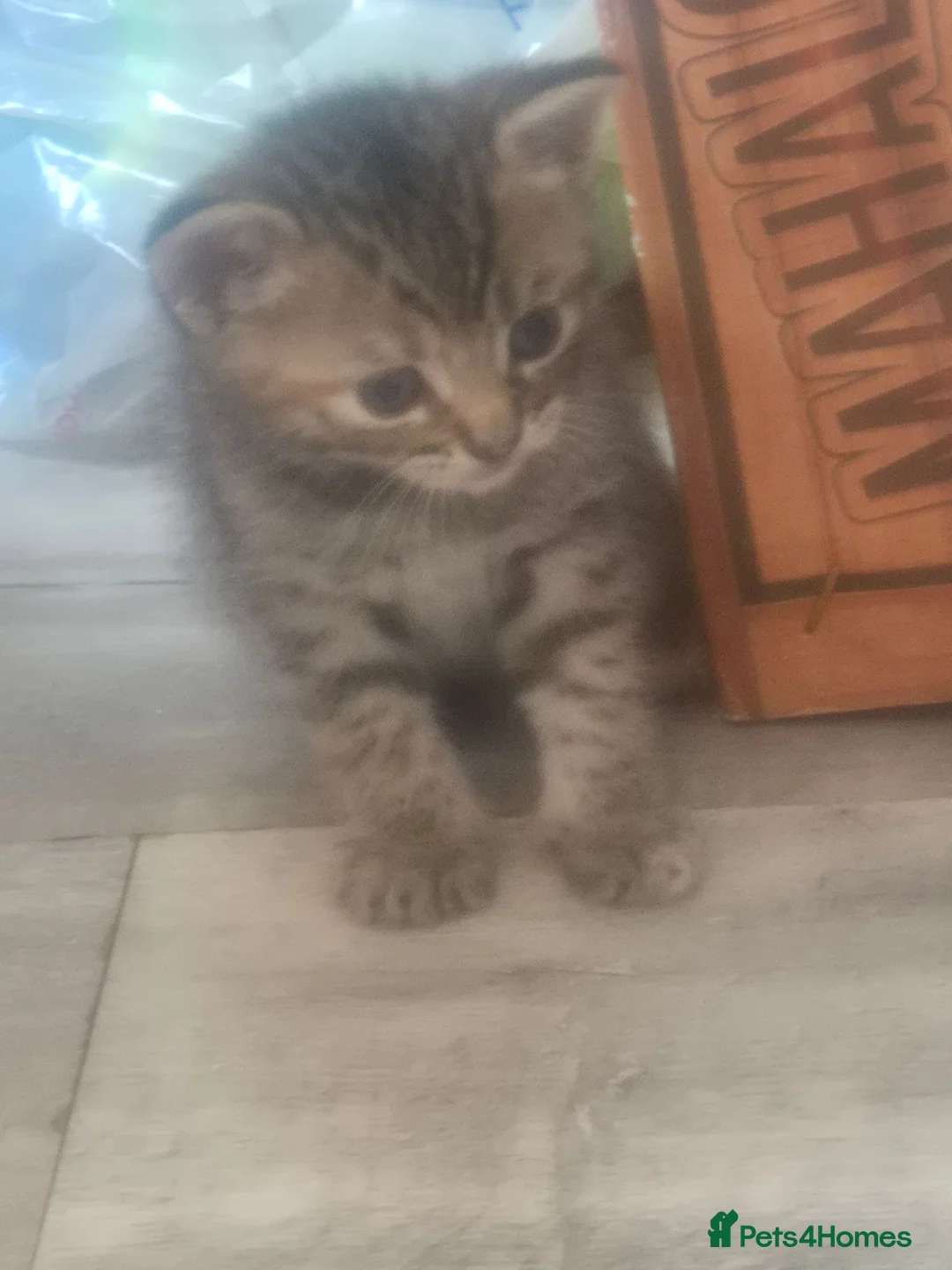 Mixed Breed cats for sale: 3 beautiful tabby kittens - Advert 5