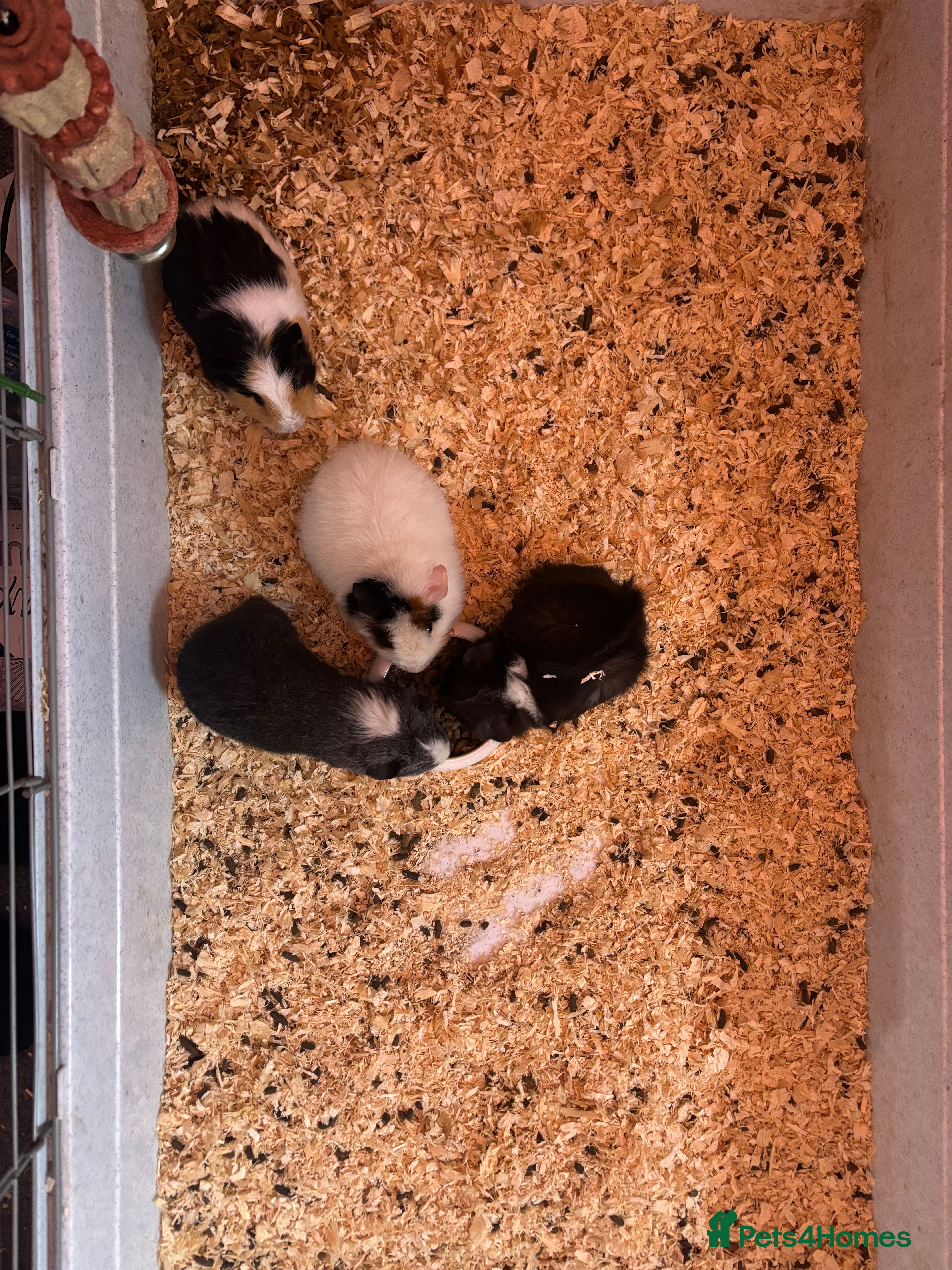 Guinea Pig rodents Mixed ages 4 males and 3 females  - Advert 1