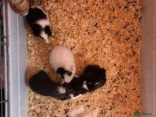 Guinea Pig rodents Mixed ages 4 males and 3 females - Advert 1