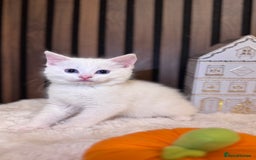 British Shorthair cats for sale: 🎃The Jack Frost Litter–Frost & Pumpkin Whiskers❄️ - Image 11