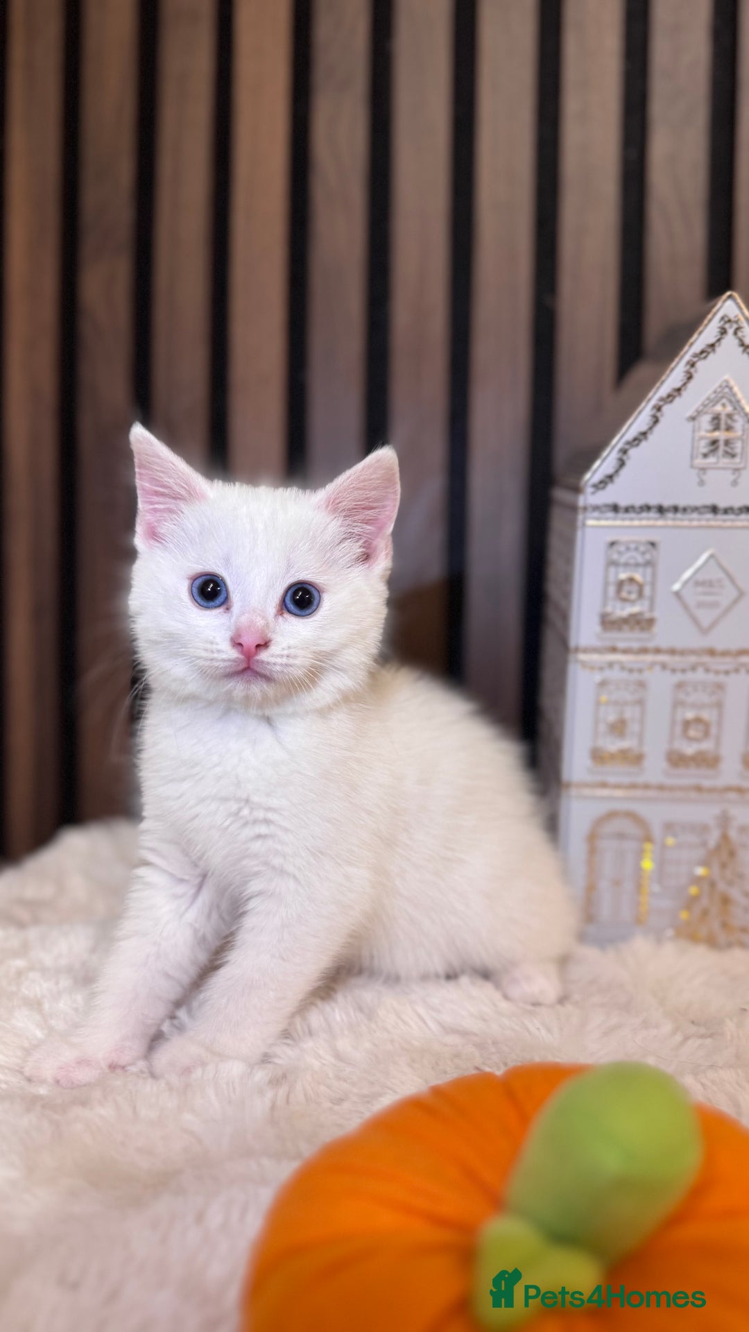 British Shorthair cats for sale: 🎃The Jack Frost Litter–Frost & Pumpkin Whiskers❄️ - Image 11