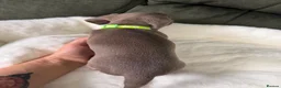 Miniature Dachshund dogs for sale: 6 cute miniature dachshund pupps available  - Advert 10
