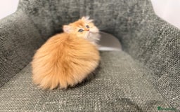 British Longhair cats for sale: Golden and Blue golden British longhairs - Image 3