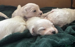 Mixed Breed dogs for sale: READY 🩷🩵F1 Coton de tulear  cross Maltese 😍 - Image 5