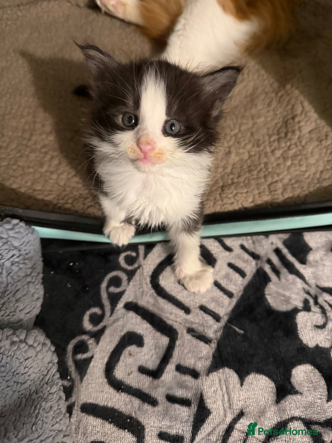 Maine Coon cats for sale: Mainecoon boy xx large  - Advert 15