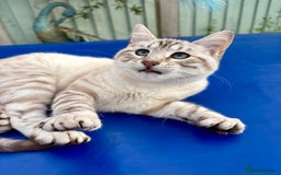 Savannah cats for sale: Breath taking rare girl - Image 20