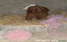 Cavapoo dogs for sale: Cavapoo f1b - Image 10
