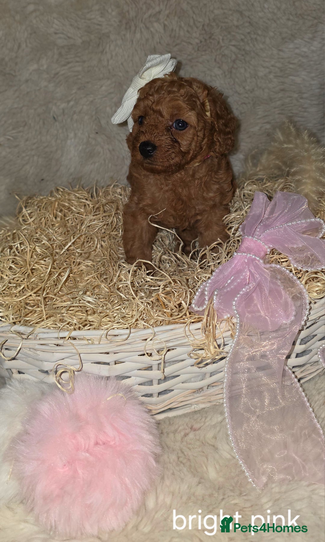 Cavapoo dogs for sale: Cavapoo f1b - Image 10