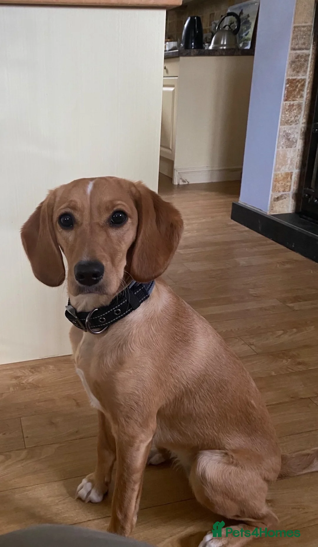 Mixed Breed dogs for sale: Labradoodle X Springer X Border Collie - Advert 11