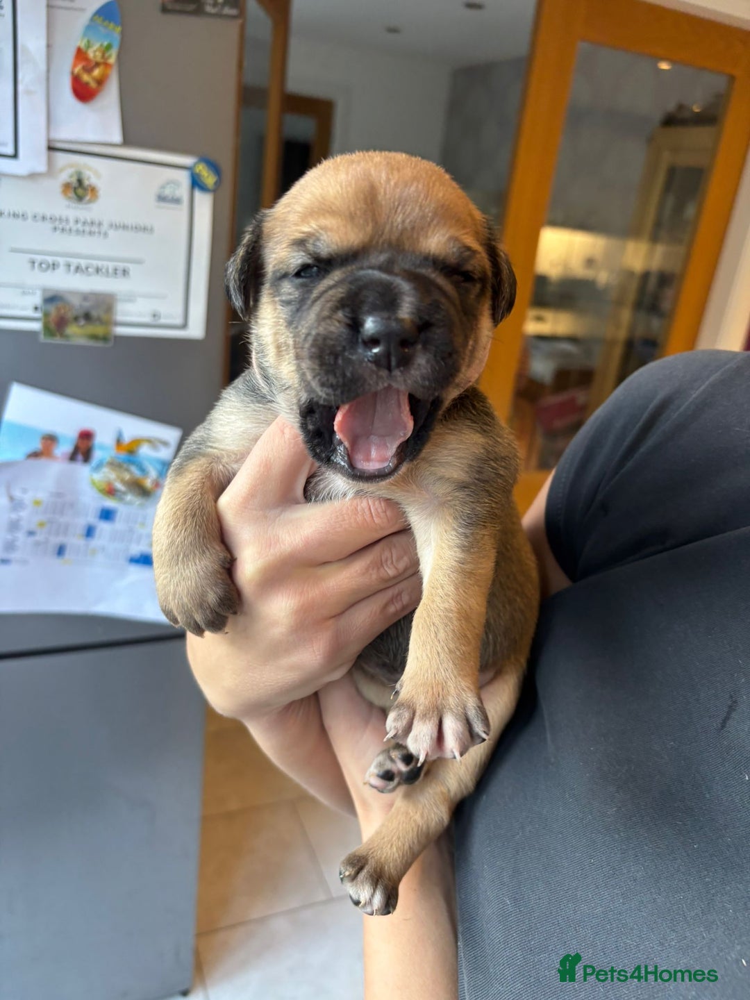 Mixed Breed dogs for sale: Baby bullmastiffs x - Advert 9