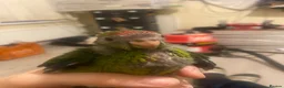 Parrots birds for sale: Hand reared Kakariki  - Advert 10