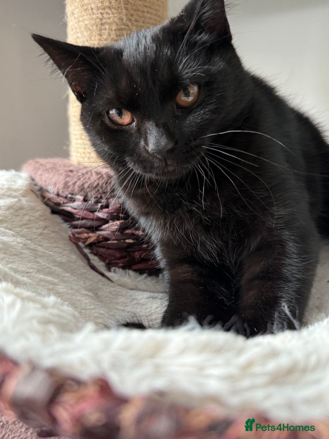 Scottish Fold cats for sale: LAST  GIRL LEFT ❤️ in Chatham - Image 5