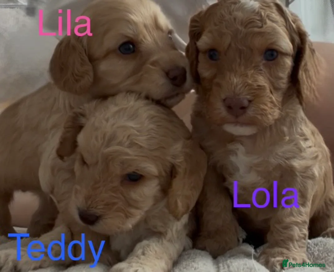 Cockapoo dogs for sale: ✨🐶 Gorgeous cockapoo puppies🐶✨ - Advert 2