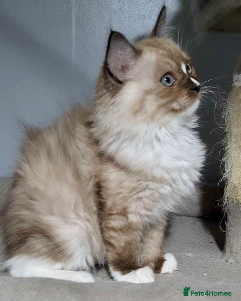 Ragdoll cats Stunning seal mitted boy left - Advert 7