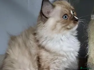 Ragdoll cats Stunning seal mitted boy left - Advert 7