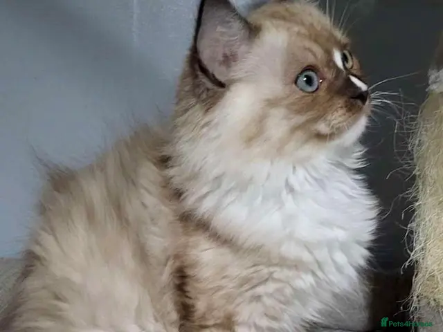 Ragdoll cats Stunning seal mitted boy left - Advert 2