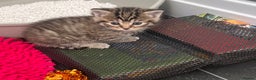 Mixed Breed cats for sale: CLEMENTINE’S CUTIES - (MUM with BENGAL)   - Advert 11