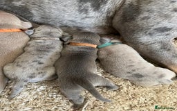 American Bull Staffy dogs for sale: 10 pocket bully - Image 7