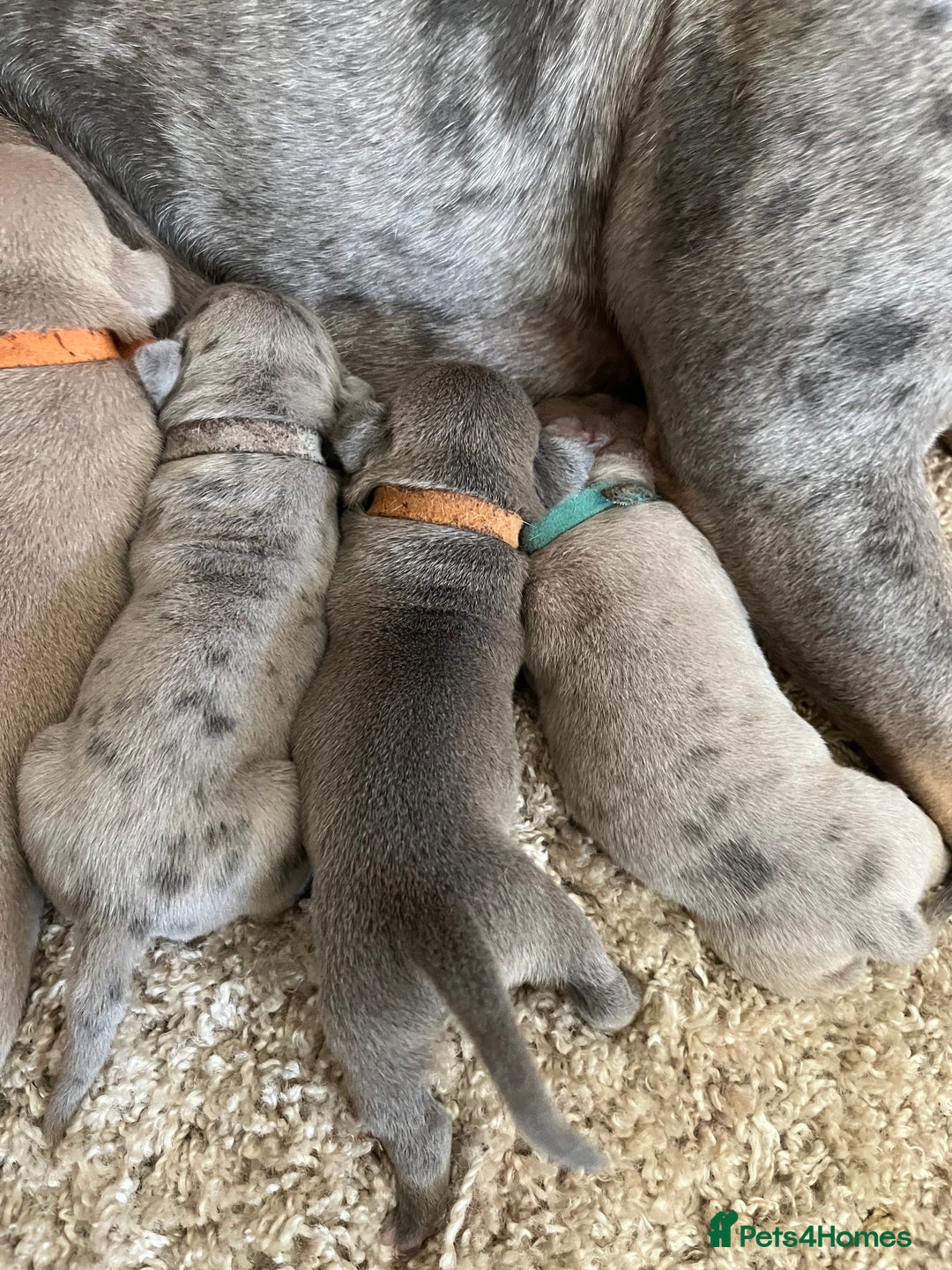 American Bull Staffy dogs for sale: 10 pocket bully - Image 7