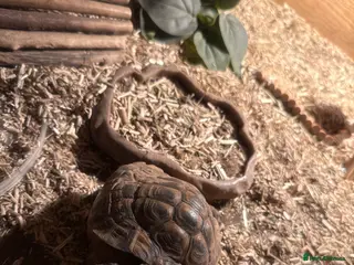 Tortoise reptiles Herman tortoise - Advert 16