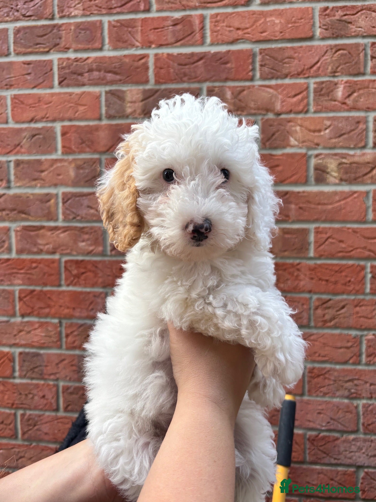 Cavapoo dogs Just 1 Cavapoo pup from health tested parents - Advert 10