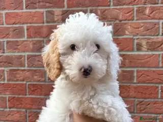 Cavapoo dogs Just 1 Cavapoo pup from health tested parents - Advert 10