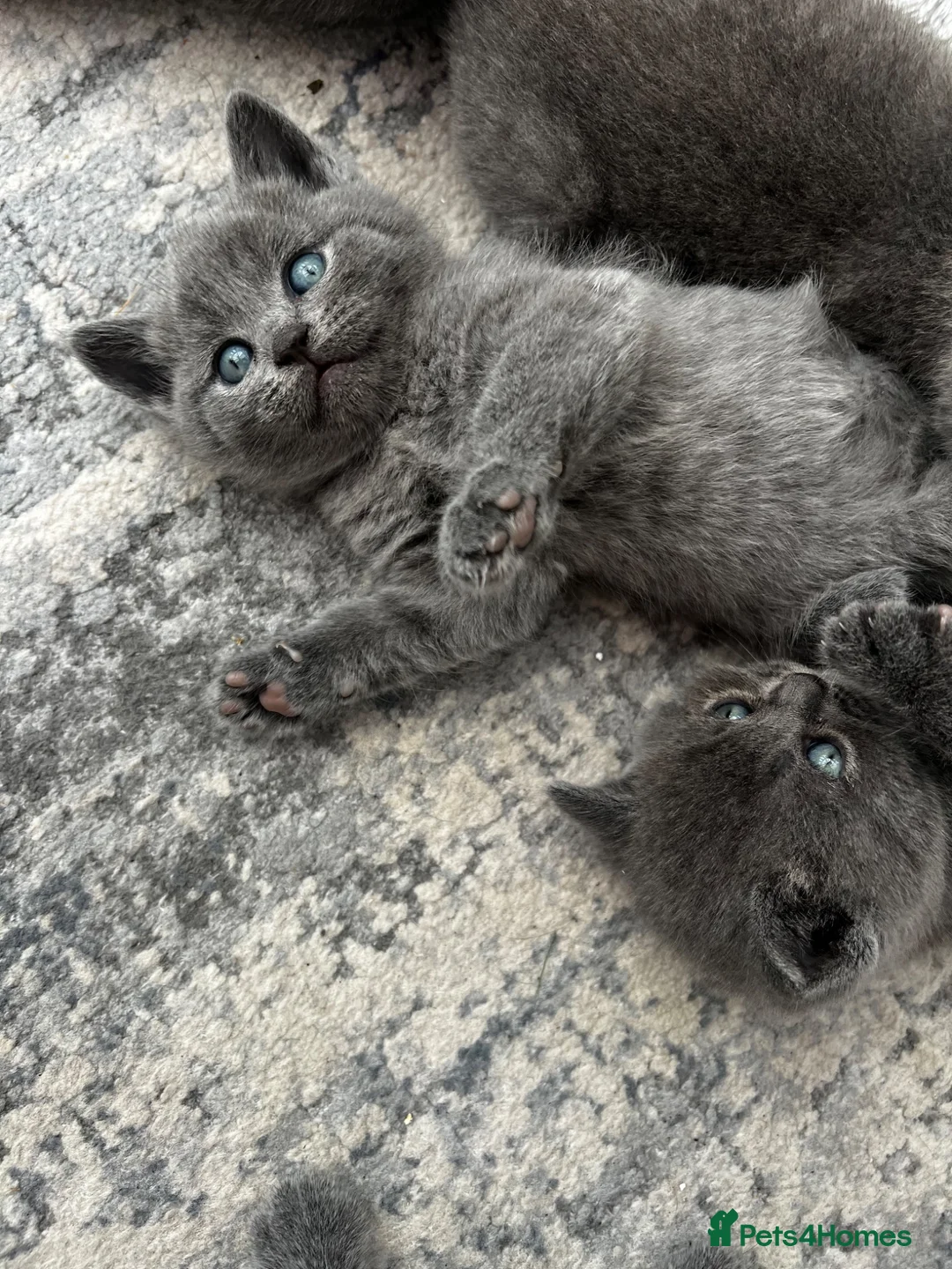 British Shorthair cats for sale: Outstanding British Shorthair kittens  - Advert 2