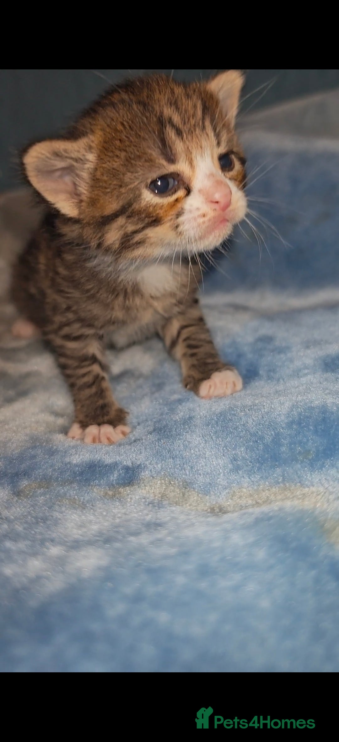 Mixed Breed cats for sale: Beautiful kittens  - Advert 26