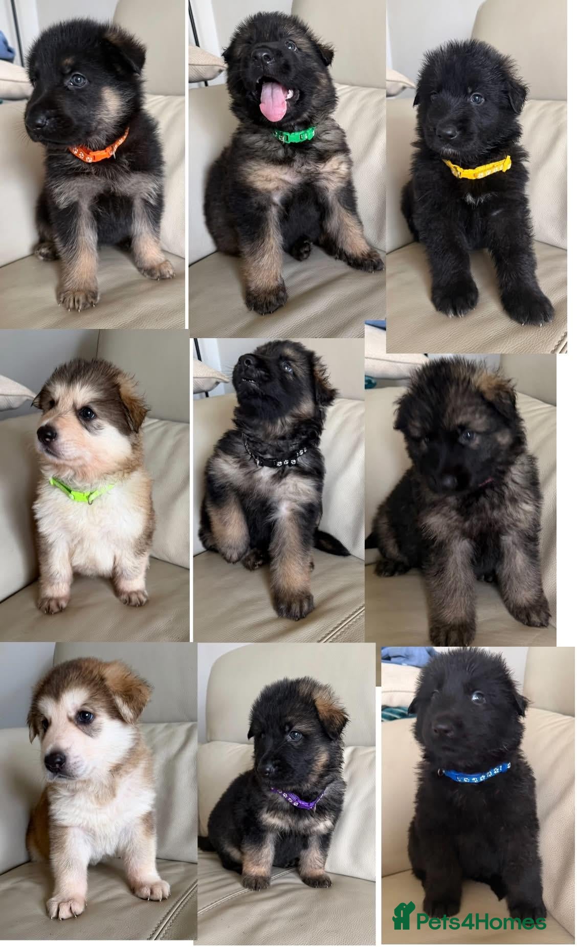 German Shepherd dogs  Pedigree German Shepherd pups straight backed - Advert 2