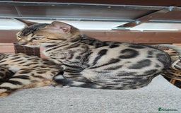 Bengal cats for sale: 1no. Female & 1no. Male Bengal Kittens available - Image 3