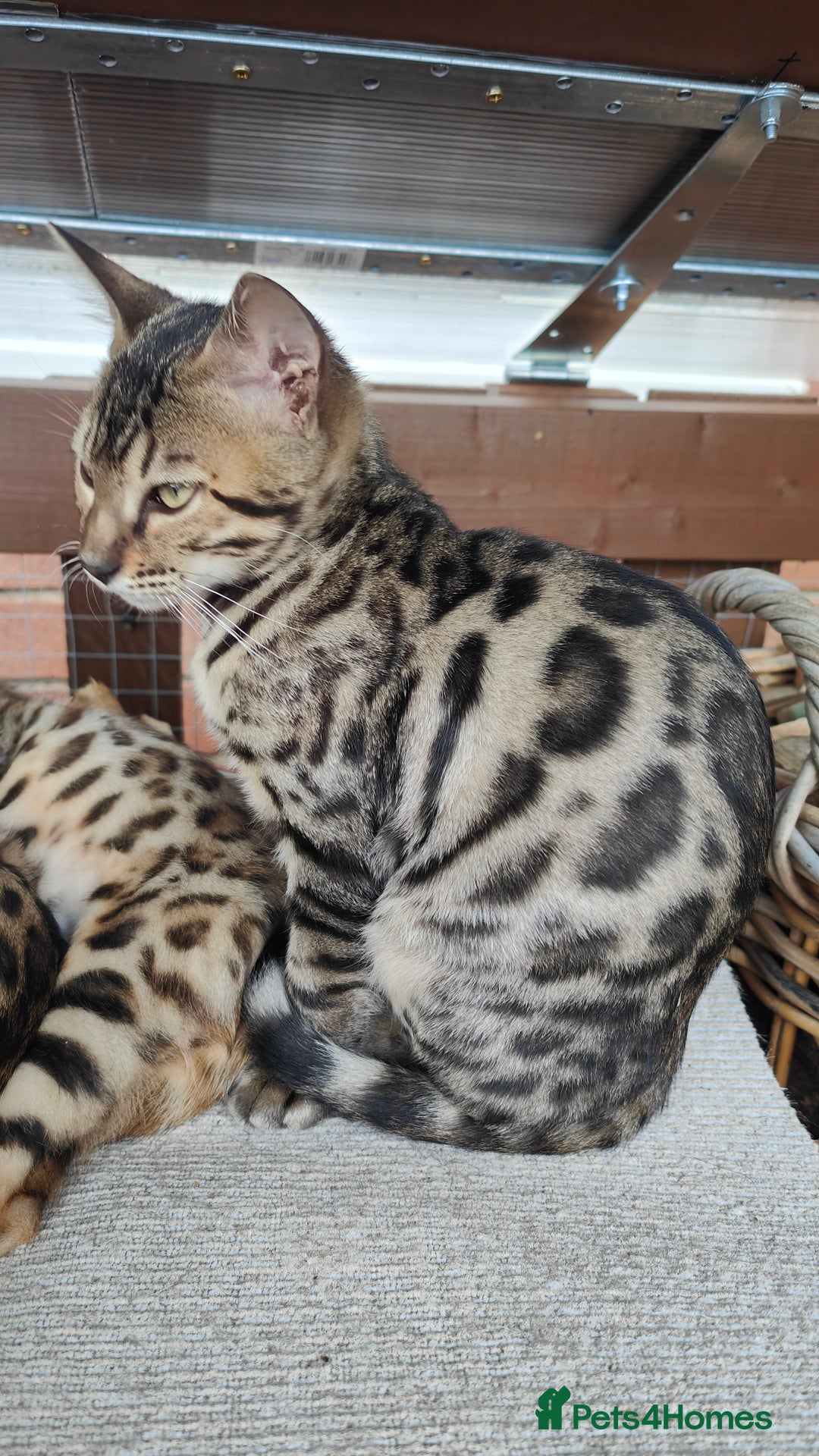Bengal cats for sale: 1no. Female & 1no. Male Bengal Kittens available - Image 3