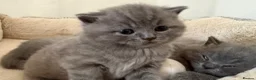 British Shorthair cats for sale: Pure Pedigree Blue BSH Kittens GCCF  - Advert 8