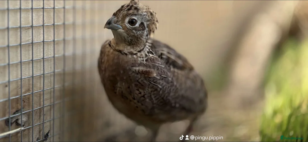 Quail poultry for sale: Montezuma quail mearns quail pre order in Rotherham - Advert 2