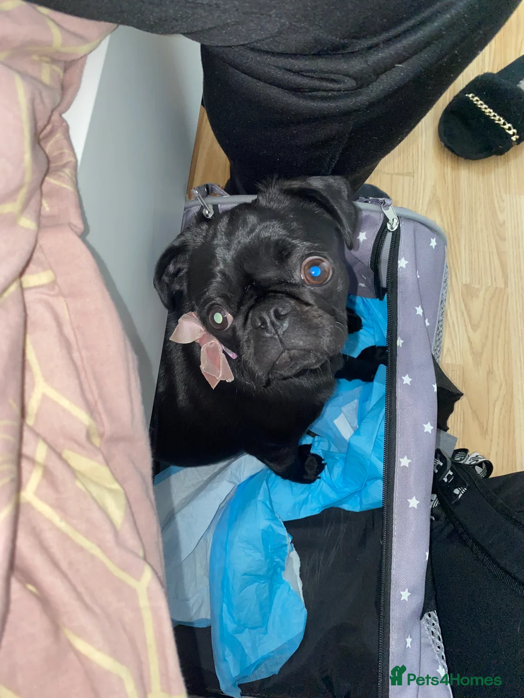 Pug dogs for sale: Black Kc registered Pug - Advert 3