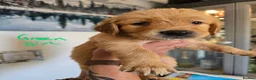 Golden Retriever dogs for sale: Show Type KC Registered Golden Retrievers !!  - Advert 13