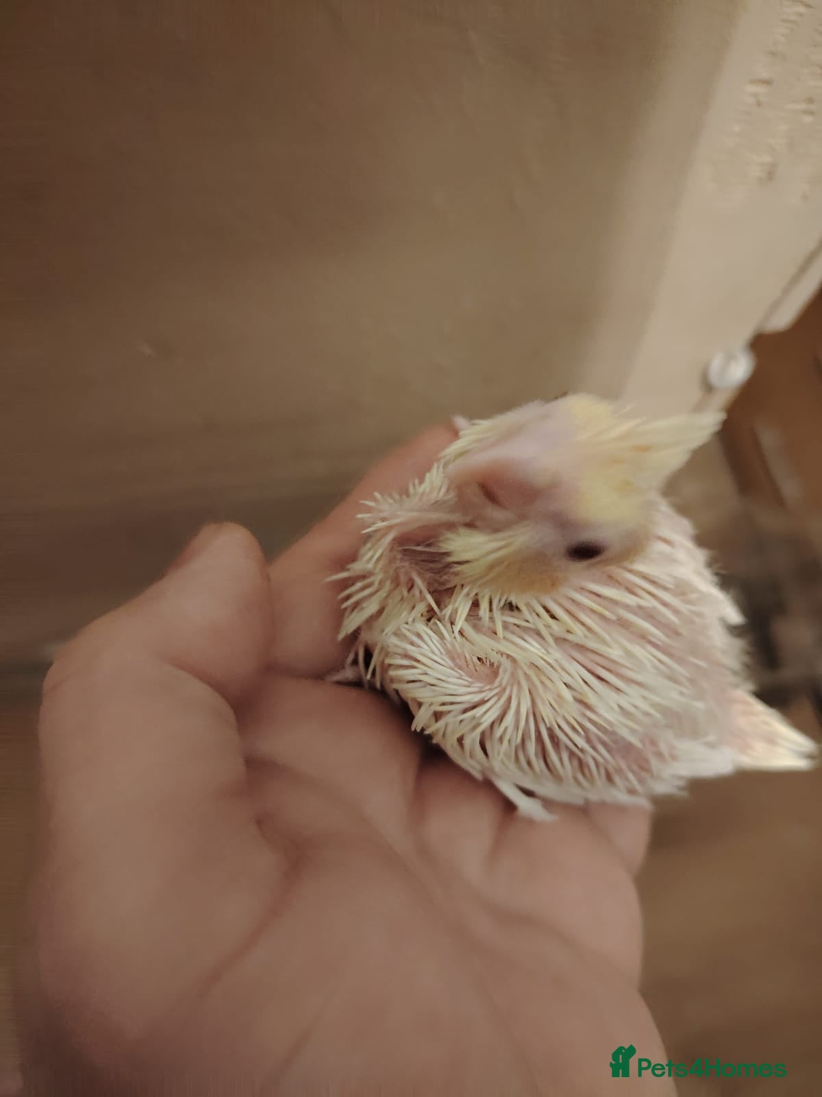 Cockatiels birds Baby cockatiels hand rear - Advert 1